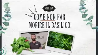 Come non fare morire il basilico? | Agricola Academy