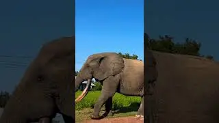 Mole national park Ghana. #ghanatourismvideo #traveltips #touristplace #elephant #touristspots