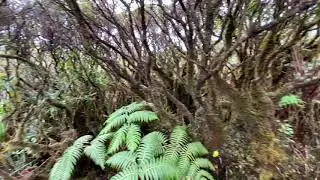 Mount Ka&rsquo;ala: The Highest Peak On Oahu