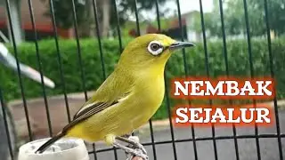 masteran pleci Terbaik 