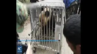 Wounded wild giant panda transferred to rescue center for treatment in NW China