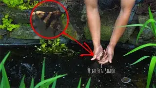 Chinese Sharks For My Koi Pond