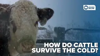 How do cattle stay warm during the dangerously cold winter months
