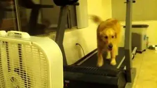 Automatic Dog Dryer