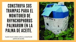 Construcción y ubicación de trampas para la captura de Rhynchophorus palmarum 🌴