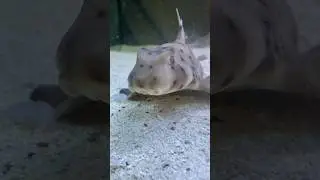 The Cutest Horn Shark! #shark