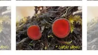 Scutellinia patagonica - fungi kingdom