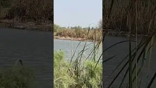How could I missed that! 🤨 #huntingseason #shorts  #waterhen #waterfowl