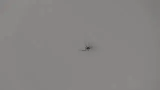 The Stalking Spider