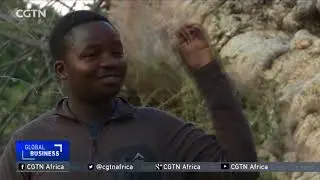 Africa's ancient iconic trees are dying off