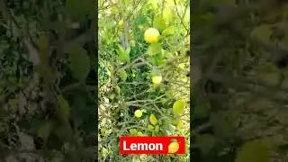 Organic Lemon garden at home #lemontree  #lemon #terracegarden #organic #farming #garden #gardening