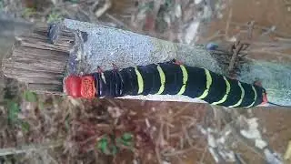 Oruga mas hermosa del mundo - TETRIO ESFINGE CATERPILLAR