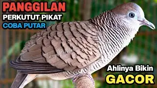 Perkutut Lokal Gacor RAJA PIKAT Ahlinya Bikin Semua Burung Perkutut Gacor Nyaut.