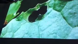Sexual dimorphism in insects