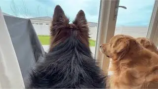 Leaving My Dogs And Cat Alone For One Hour To See What They Do