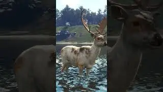 BUG  - Strak&aacute;č daněk na Ta Awaroa | theHunter: Call of the wild