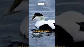 Meet the Common Eider The Arctic's Resilient Sea Duck