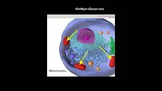 PEMF Pulsed Electromagnetic Field คลื่นสนามแม่เหล็กไฟฟ้า การบำบัดด้วยพลังงาน