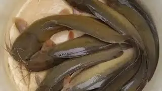 Delicious Mangur Fish recipe, Step by step cooking #famous recipe