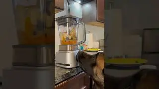 Dogs Make Smoothie #dog #doglife  #smartdog