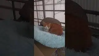 命名！アナタの名前は「きなこ」だよ！😄 #猫 #cat
