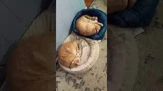 Taking a nap together ❤️❤️❤️🥰🥰🥰#nap#together #cuteanimal #cutecat #cutepet #funny #pets #kitten