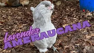 Ranking My Chicken Breeds - Lavender Ameraucana