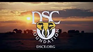 The DSC Foundation: Who We Are