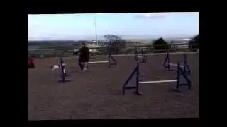 Pixel and Nybble agility training during April 2013