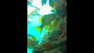 Coralscape between 2 Coralheads #underwater #coralscape #coral