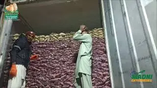 Your source for premium agricultural exports#madnienterprises #potato #madnienterprises