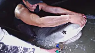 Ловля акул с берега во Флориде. Огромная ТИГРОВАЯ АКУЛА 🔥
