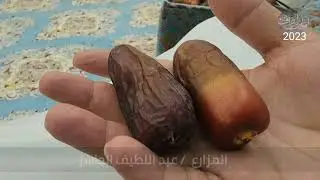 نوادر اصناف التمور