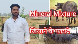 Mineral Mixture खिलाने के फायदे // Dairy Farm Series By Arun Bhagat 5.7 ##dairyfarm #dairyfarming 