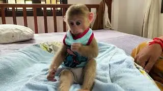#cuteminkey #babymonkey #monkeymonny #rootvegetable #cute #babymonky #starchyvegetable #animals