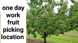 Agriculture in Armenia ||one day fruit picking work#armenia#fruitpicking#farming