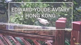 Edward Youde Aviary at Hong Kong Park (尤德觀鳥園) | Travel Video (4K)