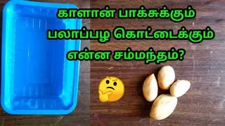 Reuse of mushroom box and jackfruit seeds craft in Tamil|Divani Tamil Channel107