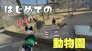 わが家の登竜門！初めてワンちゃん以外の動物さんを見てみよう