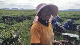 wisata kebun teh kayu aro kerinci Jambi #wisata#kijang#tehkayuaro