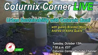 COTURNIX CORNER LIVE - Self Sustainability with Coturnix Quail