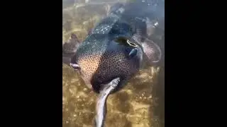Fugu.One of the most poisonous fish in the world, it contains the strongest poison - tetrodotoxin.