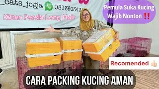 Kirim kucing biar aman !! Tempat adopsi rekomendasi di jogja !! Kitten kucing Ready #kucing