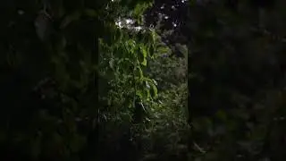 &ldquo;Nature Rain Ambience in 4K 🌿