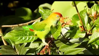 SRI LANKA HANGING PARROT (Sri Lanka) (male)