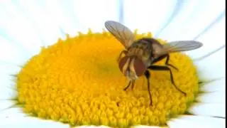 Fly Flower Pollination