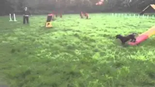 Working cocker agility distance handling