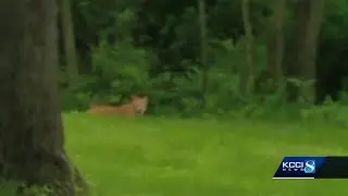Des Moines woman says she saw mountain lion in her backyard
