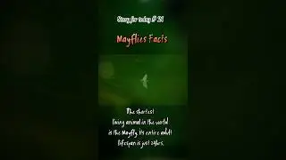 Story for today #21 Mayflies Facts #shorts