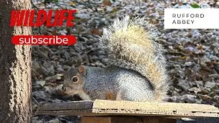 Wildlife at Rufford Abbey Country park 2024